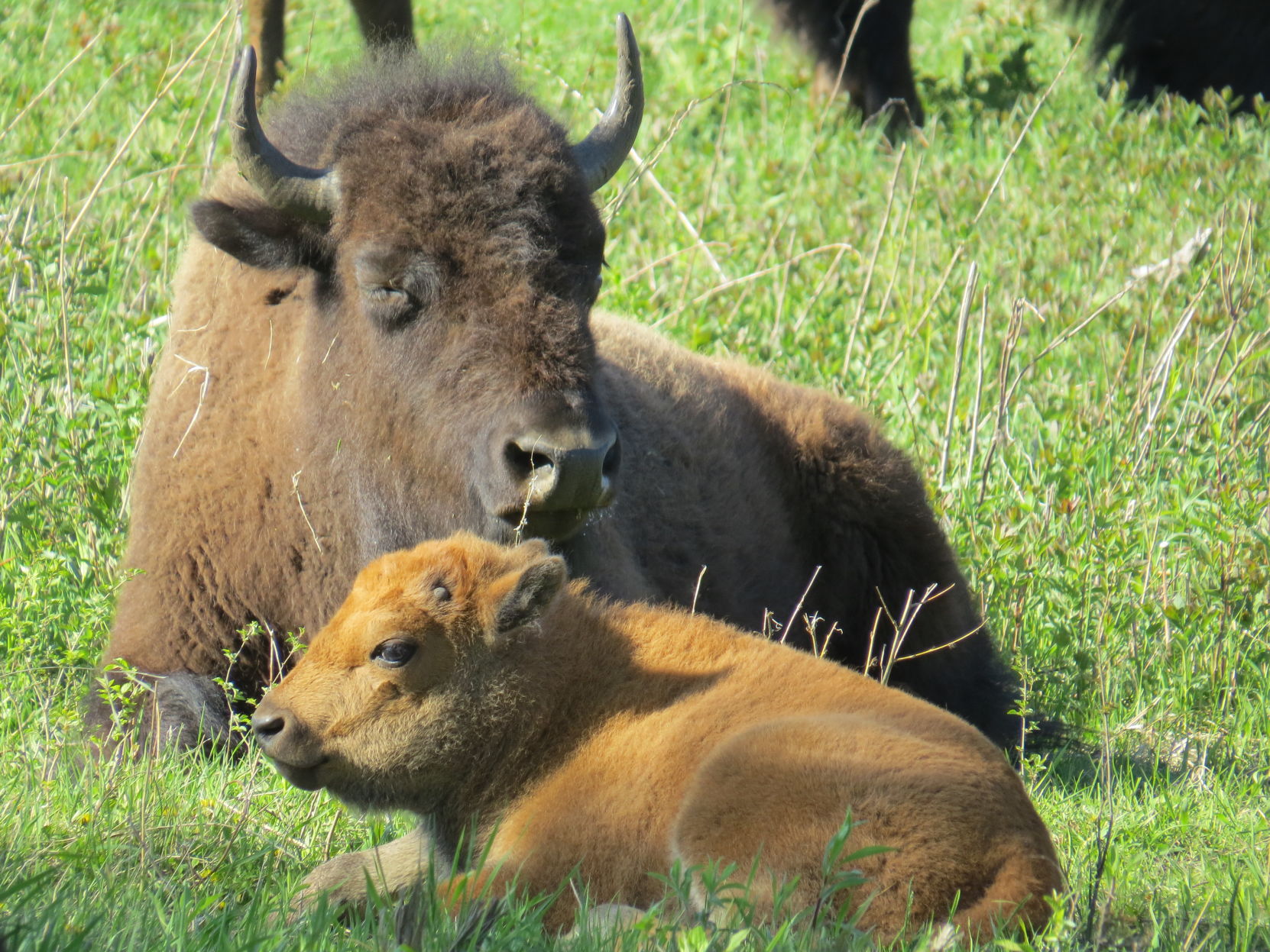 Bison calf and mom
